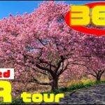 《 5.7K 高画質 》[ 360° VR  Japan Travel ] 【Cherry blossoms】KAWAZU 2021「河津～南伊豆」静岡県《絶景》《ゆるキャン△》《聖地巡礼》