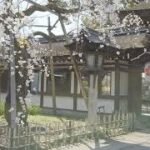 【オンラインツアーonline tour】京都編　平野神社　北野天満宮PART2