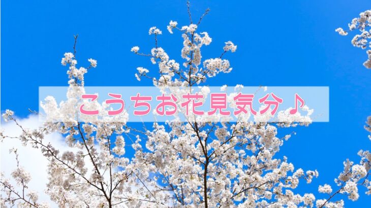 西川花公園お花見【オンライン旅行】