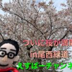 【観光地紹介動画】ついに桜が満開！えすぱーと歩く尾西緑道（愛知県一宮市）【えすぱーチャンネル】
