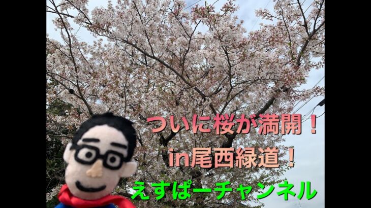 【観光地紹介動画】ついに桜が満開！えすぱーと歩く尾西緑道（愛知県一宮市）【えすぱーチャンネル】