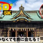 《 5.7K 高画質 》[ 360° VR  Japan Travel ] 三嶋大社～鹿のいる公園～静岡県三島市
