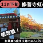 【旅行Vlog】静岡人気No.1紅葉スポット！『 修善寺虹の郷』散策 夫婦の日帰り旅行⑦