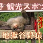 観光スポット紹介「長野県 地獄谷野猿公苑のお猿さん」