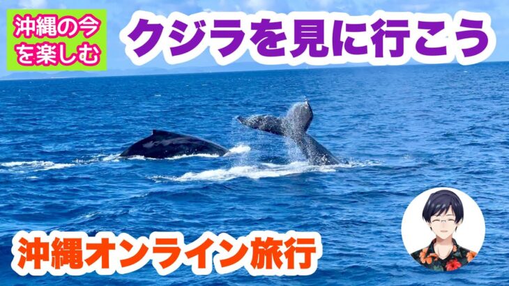 【沖縄オンライン旅行】  クジラを見に行こう！ホエールウオッチングの旅