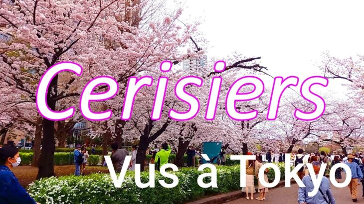 【日本紹介】Cerisiers vus à Tokyo ～東京の桜～