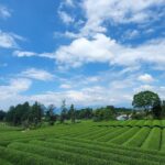 【VR 360°】Travel in 大淵笹場（富士山と茶畑の絶景スポット） – 日本．靜岡
