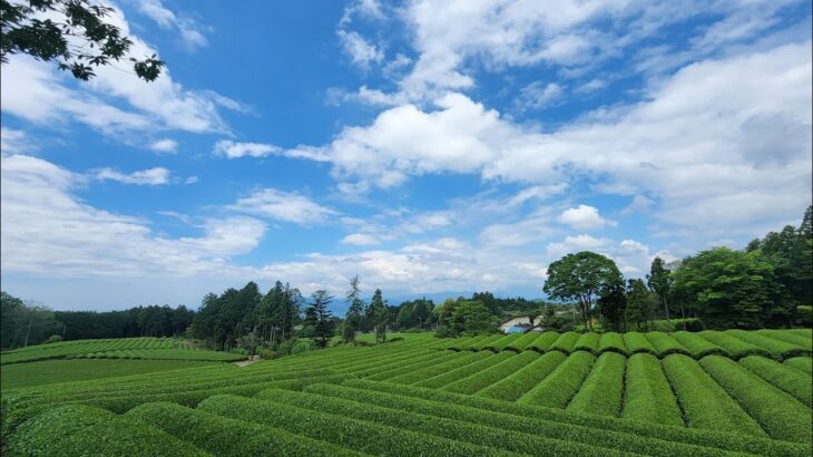 【VR 360°】Travel in 大淵笹場（富士山と茶畑の絶景スポット） – 日本．靜岡