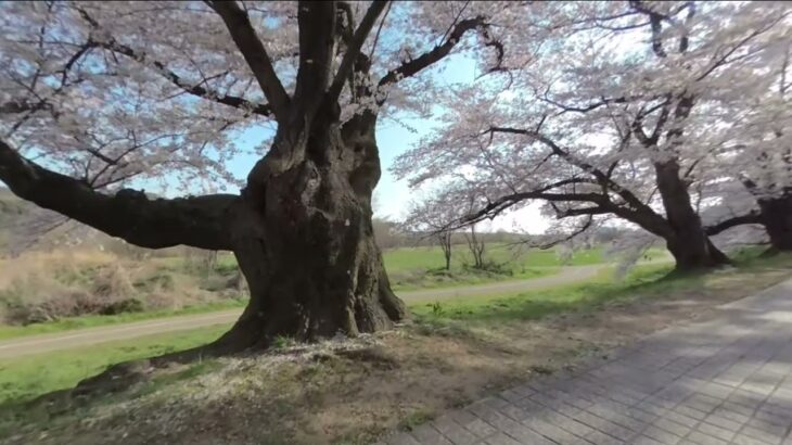 VR180  京都観光 絶景 背割堤 の 桜 並木 02 Japan KYOTO  Beautiful Cherry blossom 2022 Japanese Sakura
