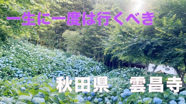 【秋田県の絶景紹介】雲昌寺　紫陽花