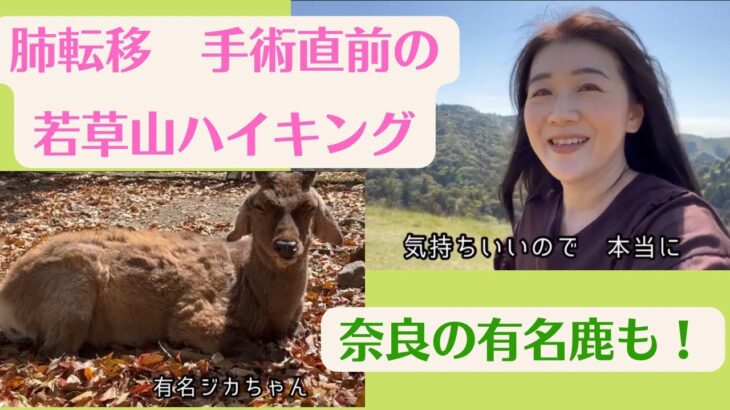 奈良の鹿さんと、若草山ハイキング！新緑の絶景さんぽにて、肺転移手術の直前夫婦トーク♪【旅好きカロリーナ ★国内旅行のVlog】撮影:2022年4月中旬　奈良の旅⑥