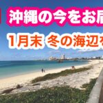 【沖縄オンライン観光】1月末 冬の海辺を歩く旅「沖縄旅行情報」