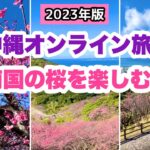 【沖縄オンライン旅行】南国の桜を楽しむ旅 2023年版「沖縄旅行情報」