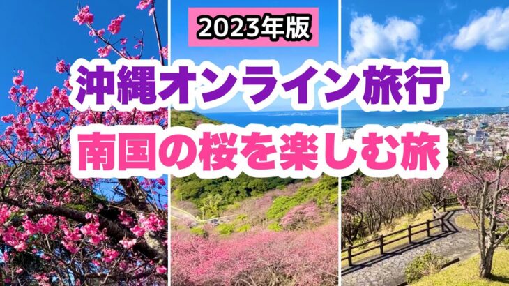 【沖縄オンライン旅行】南国の桜を楽しむ旅 2023年版「沖縄旅行情報」