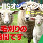 バリカンで羊の毛刈り【ニュージーランド】/HIS オンラインツアー