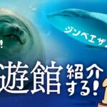 【大阪観光】Vたび！海遊館はいいぞ。【水族館紹介】