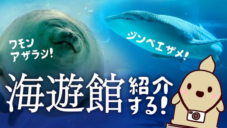 【大阪観光】Vたび！海遊館はいいぞ。【水族館紹介】