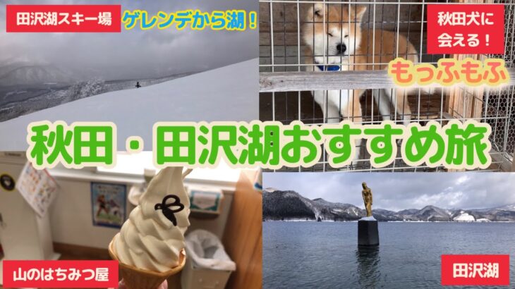 秋田•田沢湖エリアおすすめ観光スポット紹介/秋田犬に会える/試食たっぷり山のはちみつ屋/田沢湖スキー場から絶景レイクビュー/瑠璃色の田沢湖 Akita Japan Trip