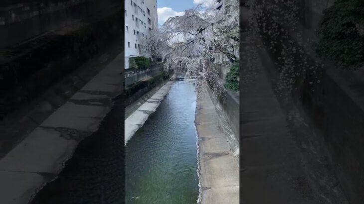 Japan’s canal is super clean #日本の風景 #beautifulworld #風景動画 #観光スポット紹介 #思い出ムービー #景色動画 #日本の景色 #日本の絶景 #美し