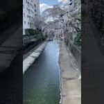 Japan’s canal is super clean #日本の風景 #風景動画 #観光スポット紹介 #思い出ムービー #景色動画 #日本の景色 #日本の絶景 #美しい風景 #自然スポット #日本美