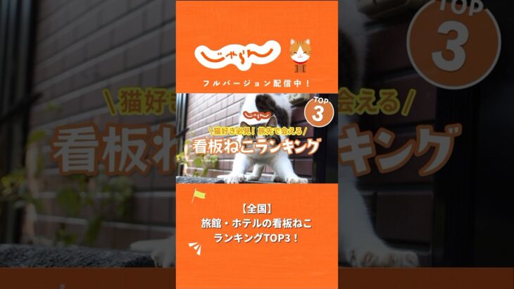 【全国】旅館・ホテルの看板ねこランキングTOP3！ #じゃらん #国内旅行  #絶景 #shorts