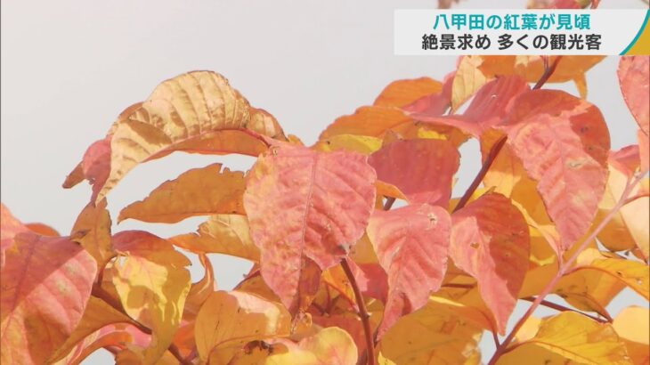八甲田の紅葉見頃　「色鮮やかな絶景」を求め国内外から多くの観光客でにぎわう