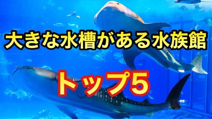 【ランキング】日本で大きな水槽がある水族館トップ5を紹介！日本一の水族館はどこか？【ゆっくり解説】建築　水族館