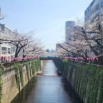 【VR 360°】【日本 東京】散步 in 目黒川の桜