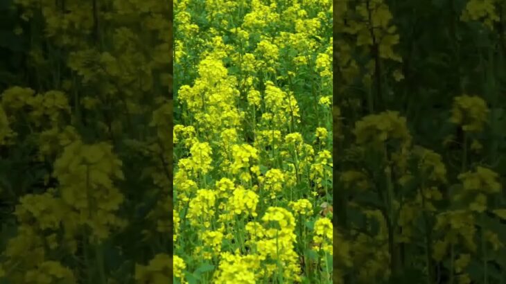 【ネモフィラと菜の花の絶景】春のひたち海浜公園 Hitachi Seaside Park in spring 「baby blue eyes」#ひたち海浜公園