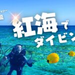 ⑥ちゃぱうぉにかオンラインツアー　エジプト編　エピソード6【ハルガダ・紅海でダイビング】