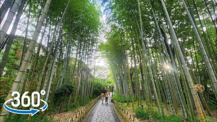 【VR 360°】【日本 静岡】散步 in 修善寺 竹林の小径